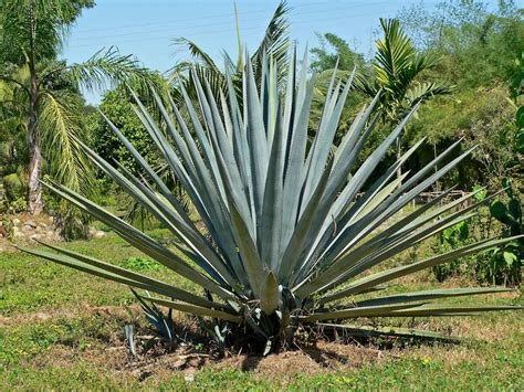 Tequila Plant Source Release Date Rivy Vinita