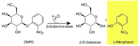 Enzymatic hydrolysis of O nitrophenyl β D galactopyranoside ONPG by