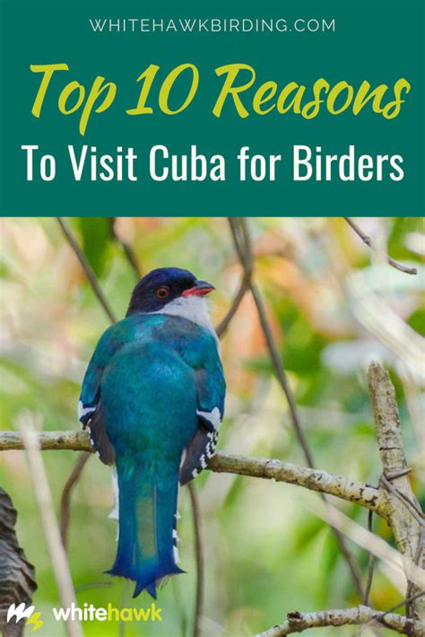 Top Reasons To Visit Cuba For Birders Whitehawk Birding Blog