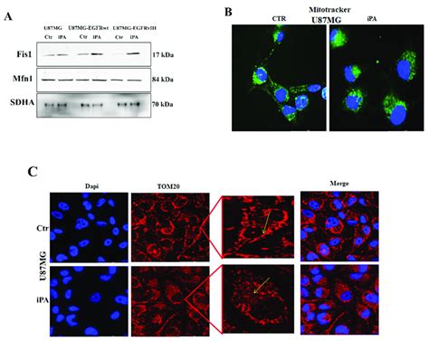 Ipa Interferes With Mitochondrial Dynamics A Western Blot Of Fis1