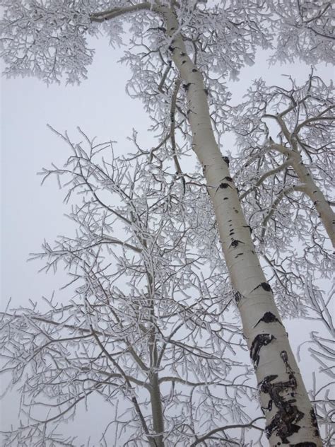 Ice On A Birch Tree Gorgeous Birch Tree Birch Tree