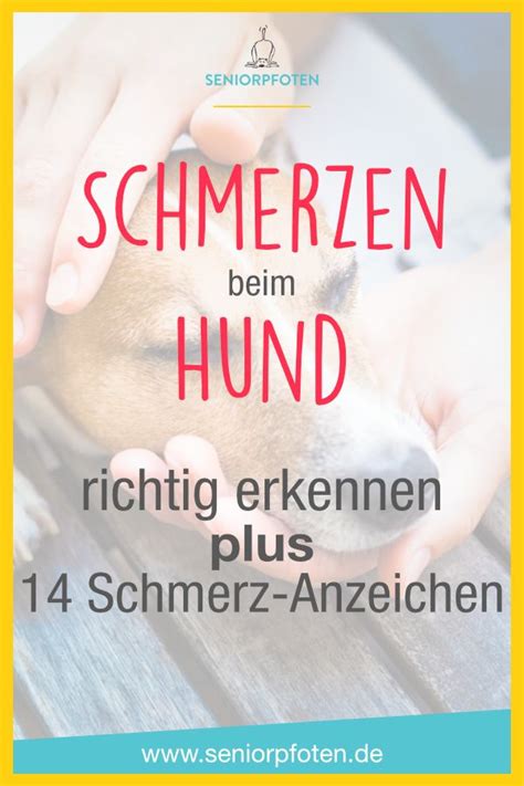 Schmerzen Beim Hund Richtig Erkennen 14 Schmerz Anzeichen Artofit