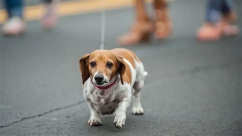 22 Most Adorable Dachshund Mix Breeds