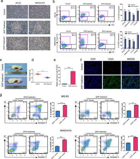 Chemoresistance Of CD24 Osteosarcoma Cells A Micrographs Of MG63