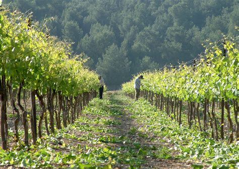 Modern History of Israeli Wine and Best Israel Wineries to Try