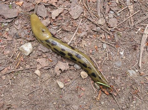 Washington State Banana Slugs