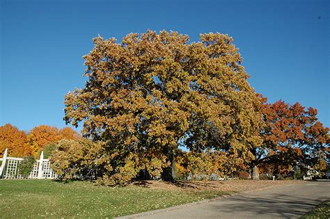 Bur Oak Quercus Macrocarpa In Inver Grove Heights Minnesota Mn At