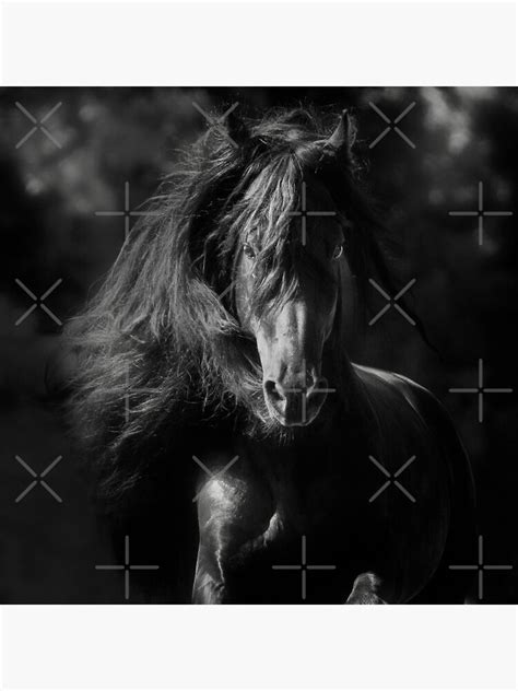 "Black Stallion" Poster by kristidiane | Redbubble