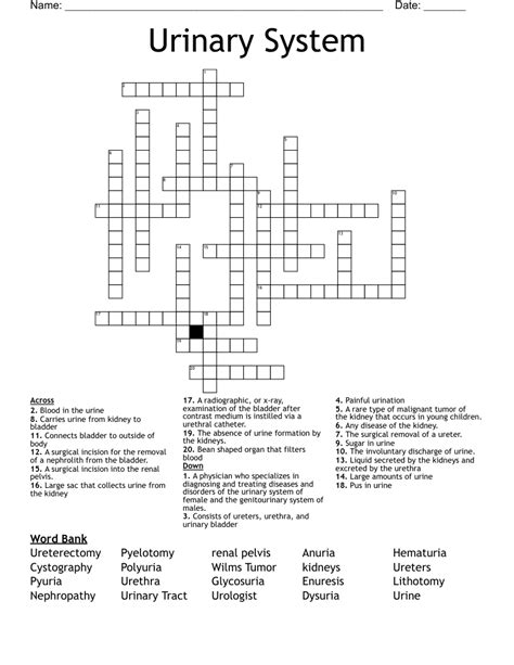 Urinary System Diagram Crossword Answers Prntbl