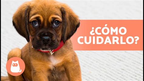 Consejos Y Cuidados Para Cachorros Recomendaciones Clave Actualizado