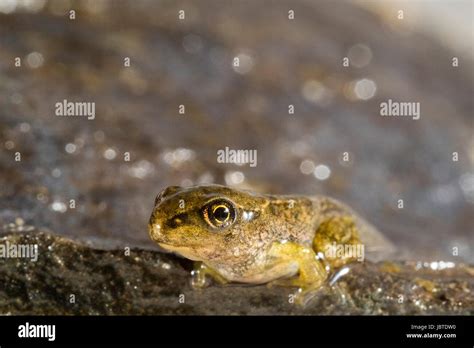 Tadpole to frog metamorphosis Stock Photo - Alamy