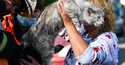 En Lorraine 3 chats ont été sauvés des flammes dun appartement en feu