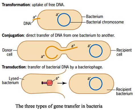 Gene Transfer In Bacteria I Conjugation F X F Conjugation Hfr Conjugation F’ Conjugation