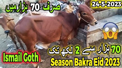 Ismail Goth Mandi Karachi Cattle Rates Update Sirf K Main Kese