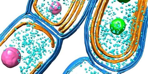 New Insight Into Photosynthetic Membranes In Bacteria Lab Manager