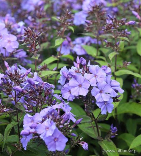 Floks Wiechowaty Blue Paradise Phlox Paniculata Albamar