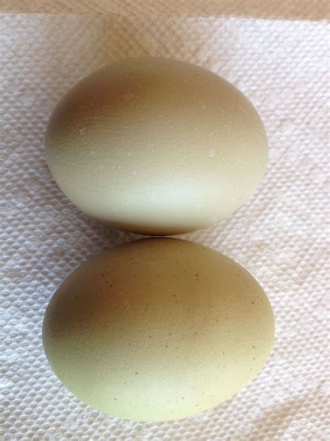 speckled eggs? | Page 2 | BackYard Chickens - Learn How to Raise Chickens