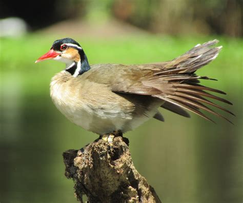 Ebird Checklist Jun Parque Nacional Tortuguero Ca O