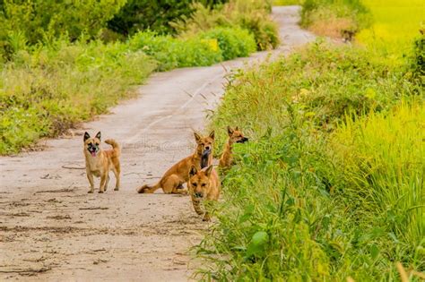 Pack Of Four Brown Dogs On Small Roadway Stock Photo Image Of Outside