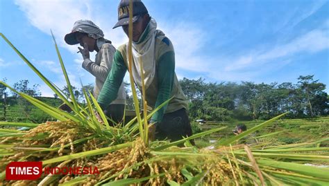 Petani Kedungudi Puas Hasil Panen Padi Japonica Hasil Kemitraan Bersama