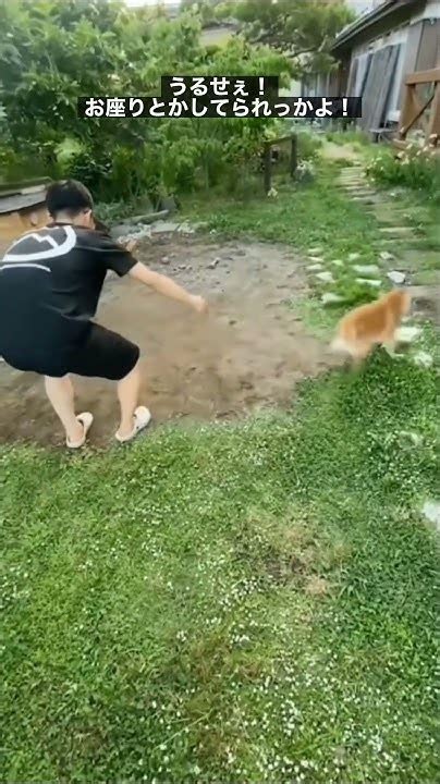 テンション上がりすぎたぜ犬 Shorts Youtube