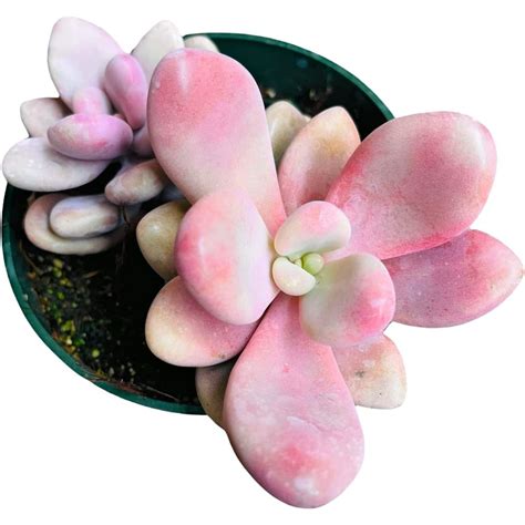 FulnKye Live Succulent Cactus Plants From USKC 4 Pot Pink Moonstone