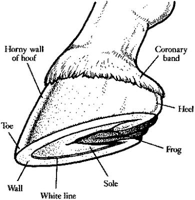 Horse Hoof Anatomy Diagram