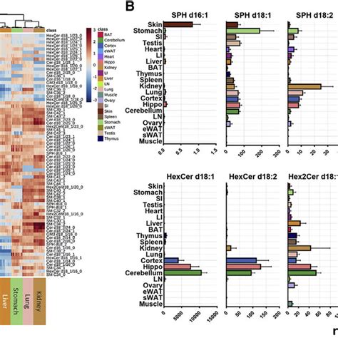 Tissue Specific Patterns Of Sphingolipidome A Heatmap Of Sphingolipid