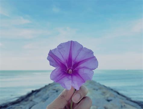 Premium Photo Cropped Hand Holding Purple Flower Against Sea