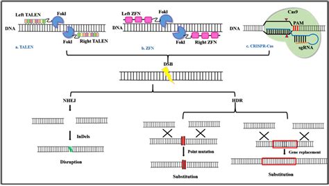 Pharmaceuticals Free Full Text CRISPR Cas System A Tool To