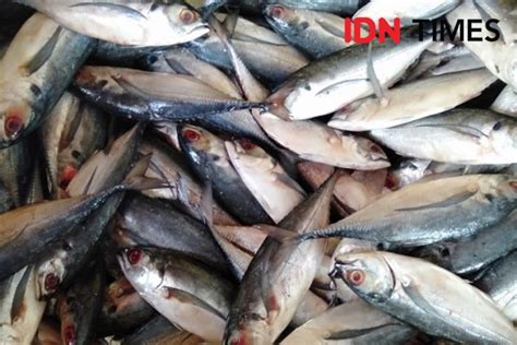 Jelang Libur Nataru Harga Ikan Laut Di Pantai Depok Stabil