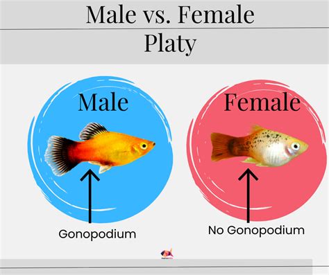 How To Tell Male And Female Platies Apart Pictures And Quiz Pet