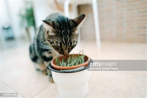 Catmint Vs Catnip Fotografías E Imágenes De Stock Getty Images