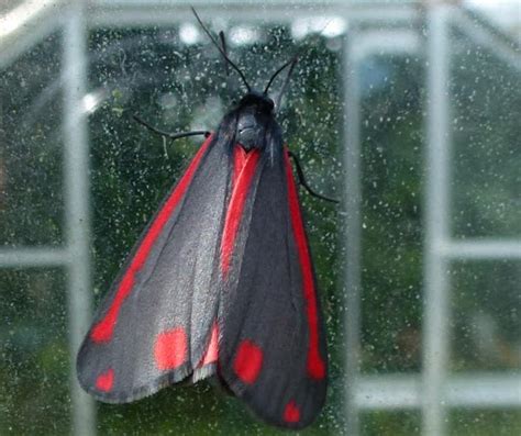 Cinnabar Moth: Identification, Life Cycle, Facts & Pictures