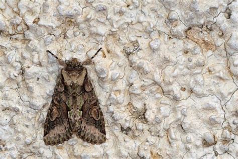 A Comprehensive Guide To Montana Moths Pocket Montana