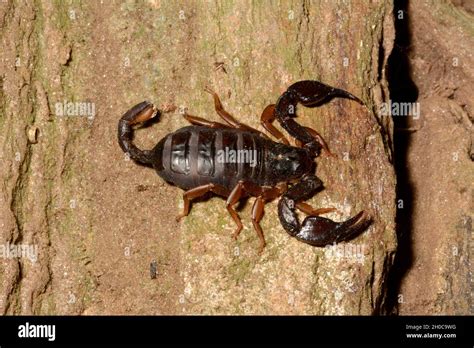 Tétratrichobothrius flavicaudis hi res stock photography and images Alamy