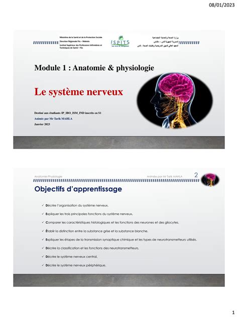 SOLUTION Le Syst Me Nerveux Studypool