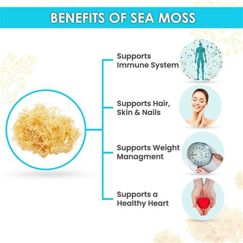 Organic Raw Irish Sea Moss | Dr Sebi Inspired | Enriched with Minerals ...