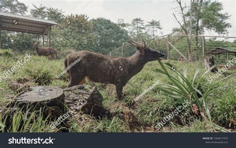 Sambar Deer Locally Known Payau Sabah Stock Photo 1264617472 | Shutterstock