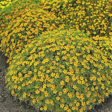 Signet Marigold-Tagetes Flowers Seeds Mexican Lulu | Etsy