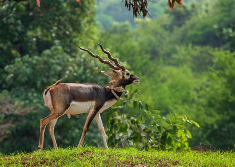 What Does Antelope Meat Taste Like