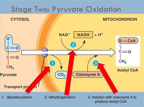 In The Mitochondria Ppt Download