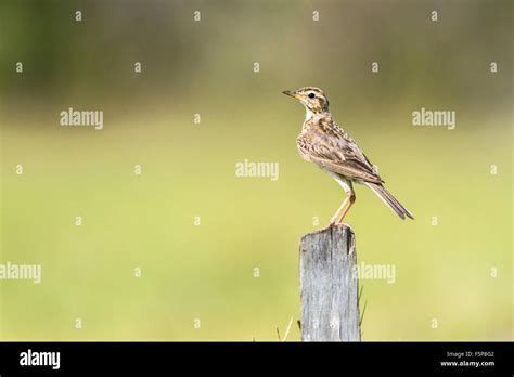 Richards Pipit Hi Res Stock Photography And Images Alamy