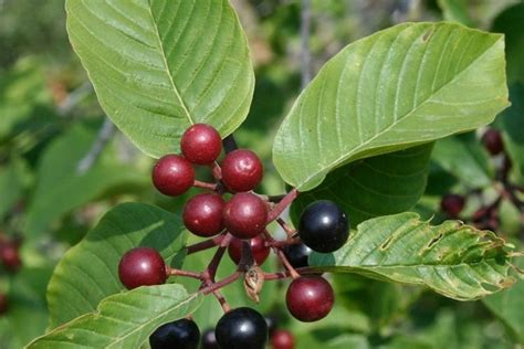 Arbuste à baies rouges pour apporter une touche de couleur au jardin