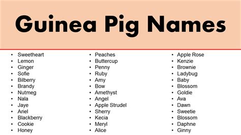 Good Guinea Pig Names – Female Guinea Pig Names | Female guinea pigs ...