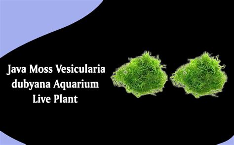 Premier Plants Java Moss Vesicularia Dubyana Aquarium Live Plant Pack