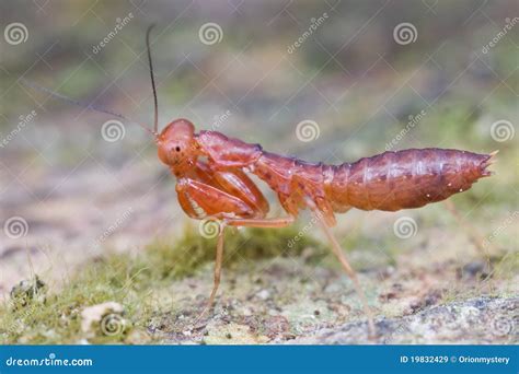 Red Mantis Nymph Stock Image Image Of Park Kurt Nymph 19832429