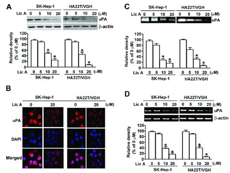 Effect Of Lica On Upa Expression Levels In Sk Hep And Ha T Vgh