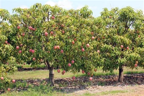 Mango Tree Food Forest Garden Mango Tree Fruit Garden