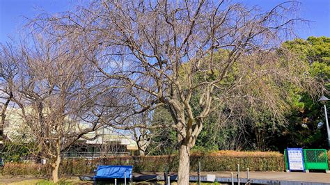 見晴らしのいい高台から横浜を一望しよう 天王町「浅間台みはらし公園」 相鉄線に乗ろう‼